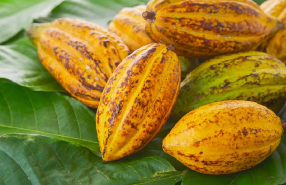 Comissão aprova medida que altera benefício fiscal para exportadores de chocolate e derivados de cacau