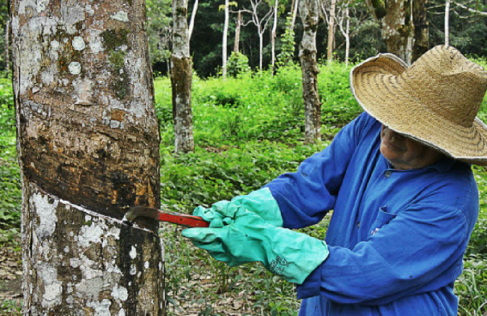 Projeto de Sérgio Petecão propõe política nacional para revitalizar seringais da Amazônia